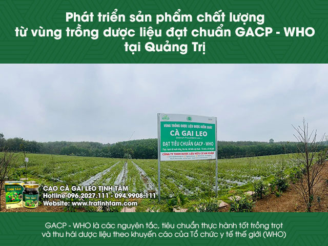 Vùng trồng cà gai leo sạch Quảng Trị