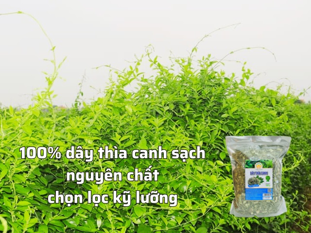 Dây thìa canh nguyên chất Dây thìa canh nguyên chất