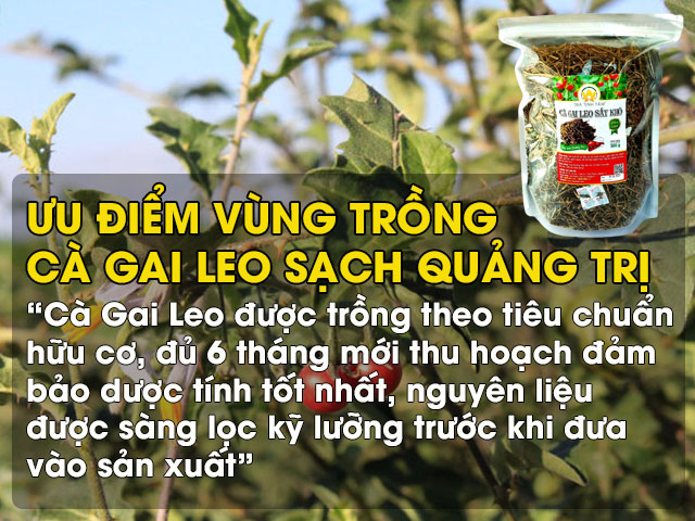Cà Gai Leo Quảng Trị