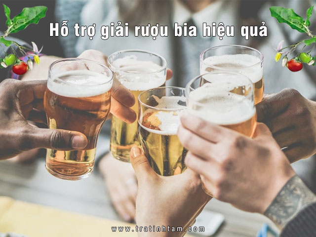 Cà Gai Leo hỗ trợ giải rượu bia