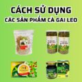 Cách sử dụng Cà Gai Leo