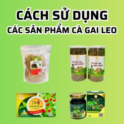 Cách sử dụng Cà Gai Leo
