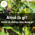 Atiso là gì và có công dụng gì