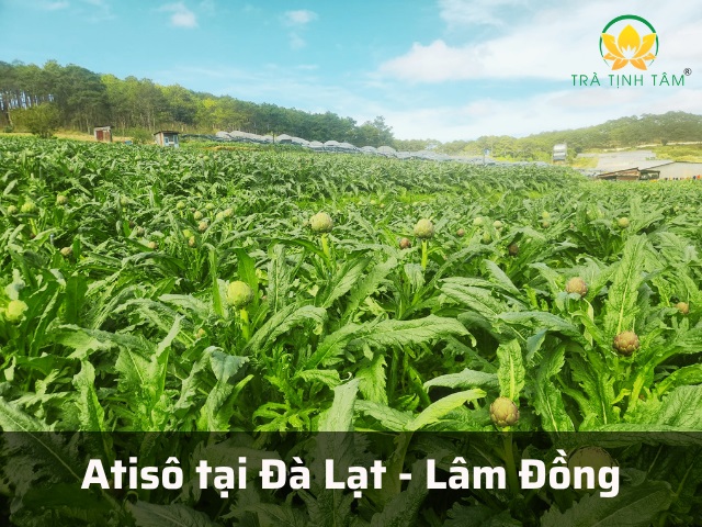 Atiso tại Đà Lạt