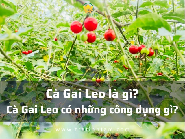 Cà Gai Leo là gì