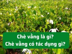 Chè vằng là gì