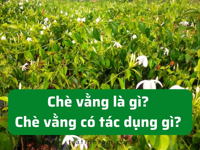 Chè vằng là gì
