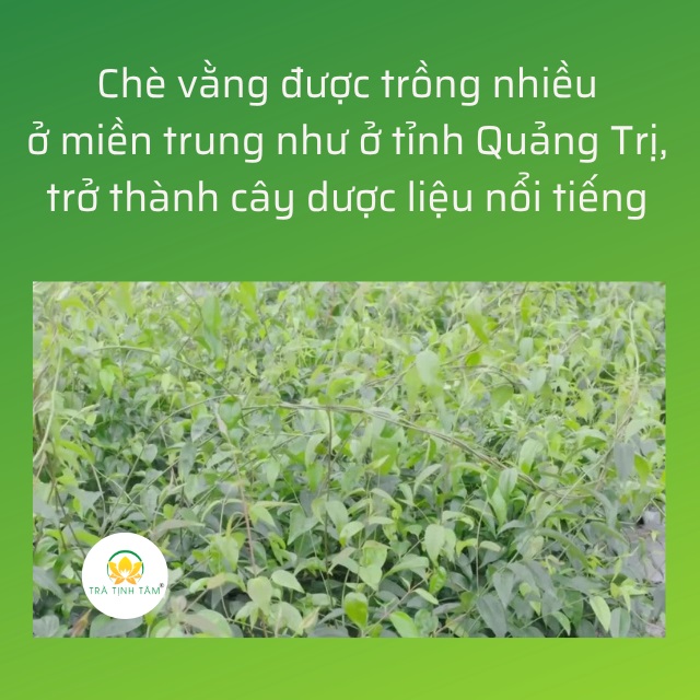 Chè vằng Quảng Trị