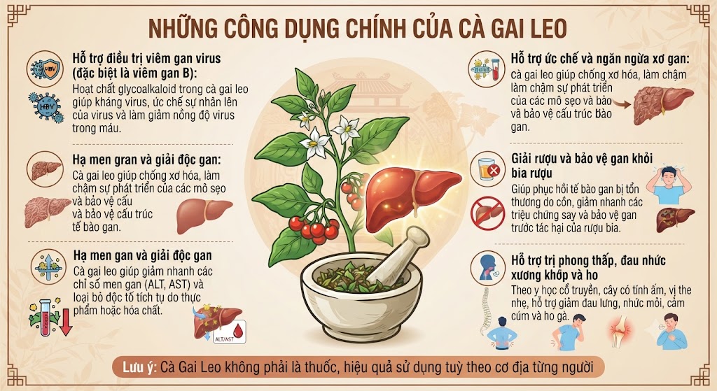 Công dụng Cà Gai Leo