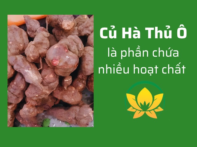 Củ Hà Thủ Ô chứa nhiều hoạt chất