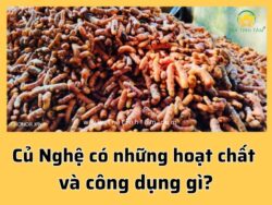 Củ nghệ có những hoạt chất và công dụng gì