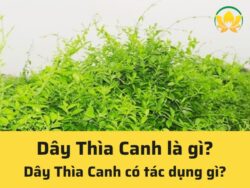 Dây thìa canh là gì