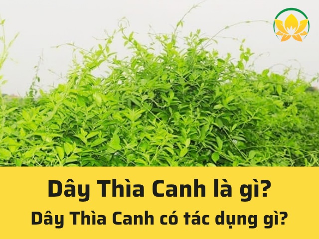 Dây thìa canh là gì