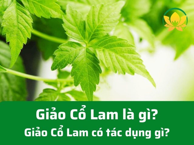 Giảo cổ lam là gì