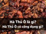Hà Thủ Ô là gì
