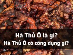 Hà Thủ Ô là gì