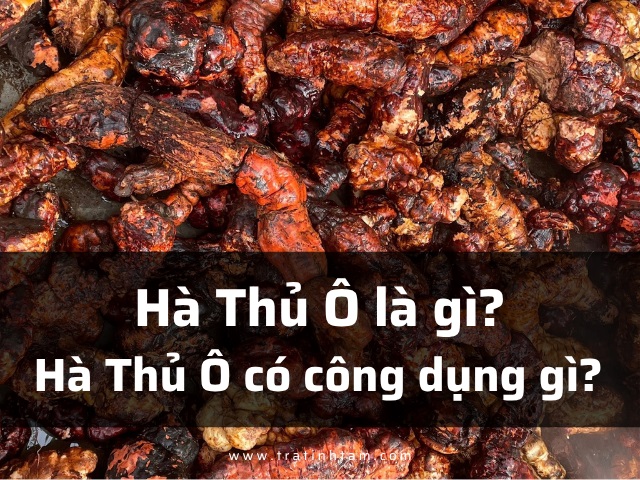 Hà Thủ Ô là gì