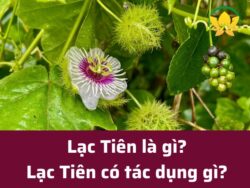 Lạc tiên là gì
