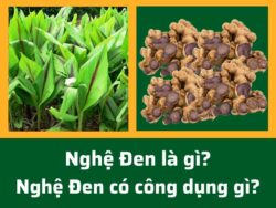 Nghệ đen là gì
