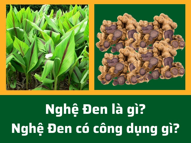 Nghệ đen là gì