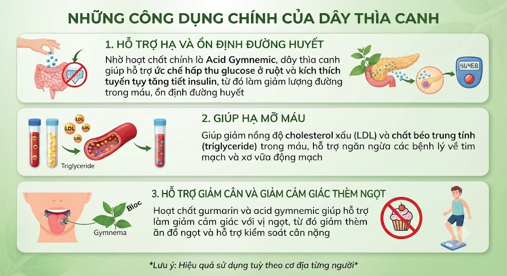 Những công dụng chính của dây thìa canh