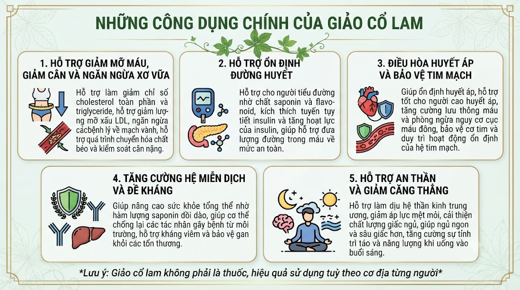 Những công dụng chính của giảo cổ lam