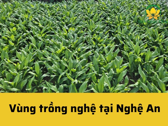 Vùng trồng nghệ tại Nghệ An