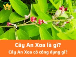 Cây An Xoa là gì