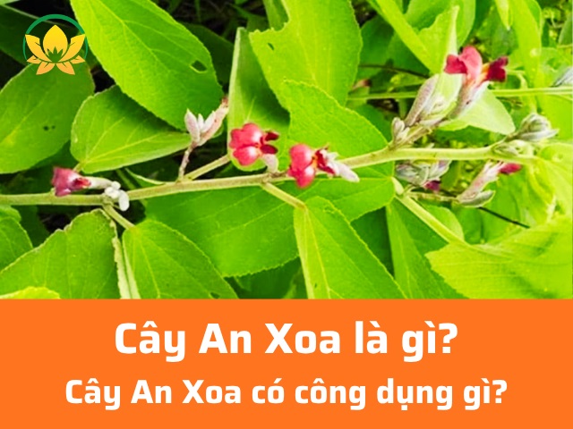 Cây An Xoa là gì