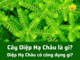 Diệp Hạ Châu là gì