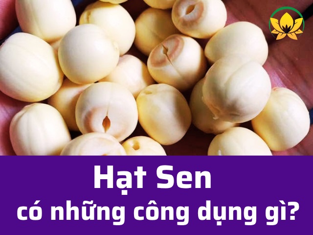 Hạt Sen có công dụng gì