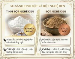 Nên dùng tinh bột nghệ đen hay Bột Nghệ Đen