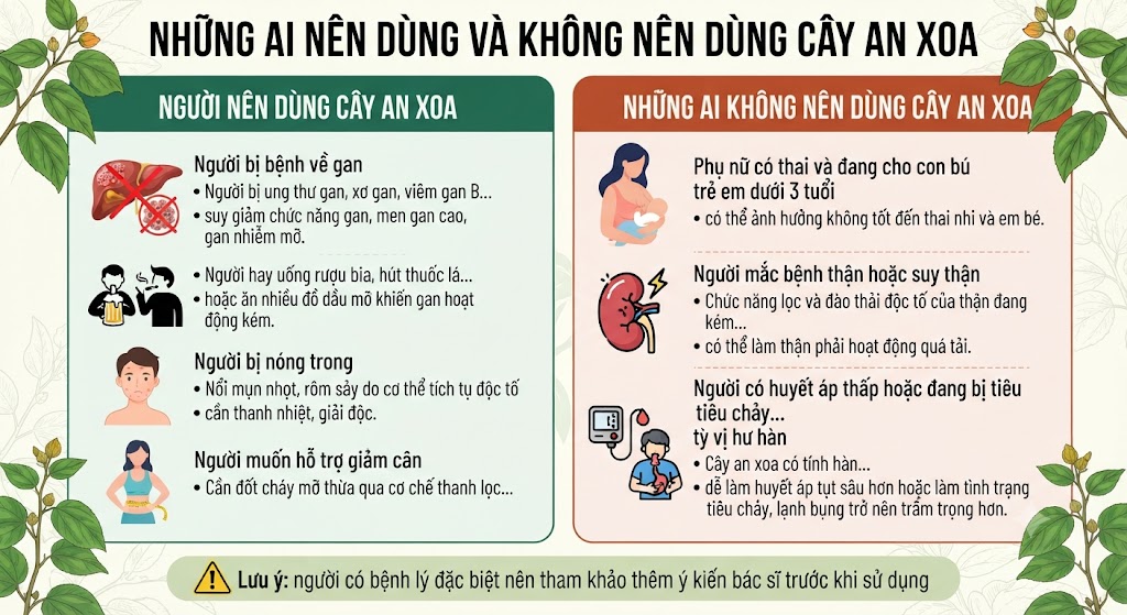 Những ai nên dùng và không nên dùng cây an xoa