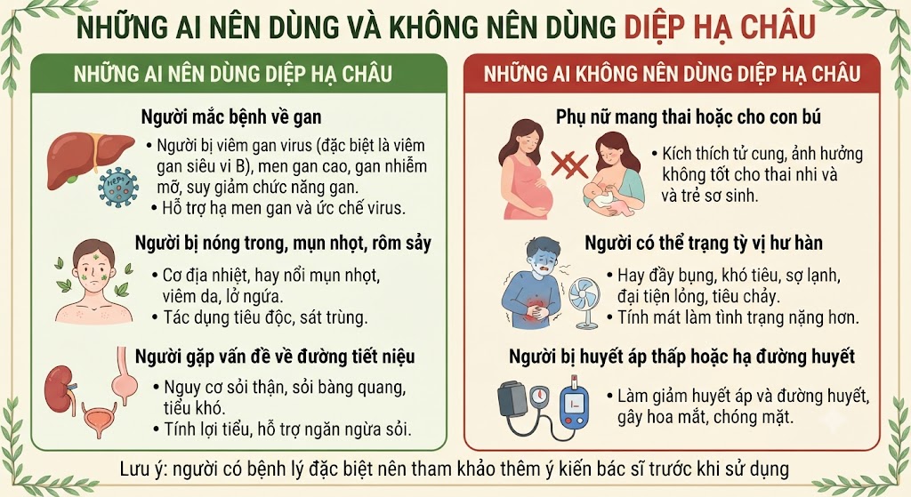Những ai nên dùng và không nên dùng diệp hạ châu
