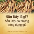 Sắn dây là gì