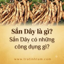Sắn dây là gì