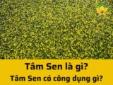 Tâm Sen là gì