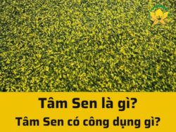 Tâm Sen là gì