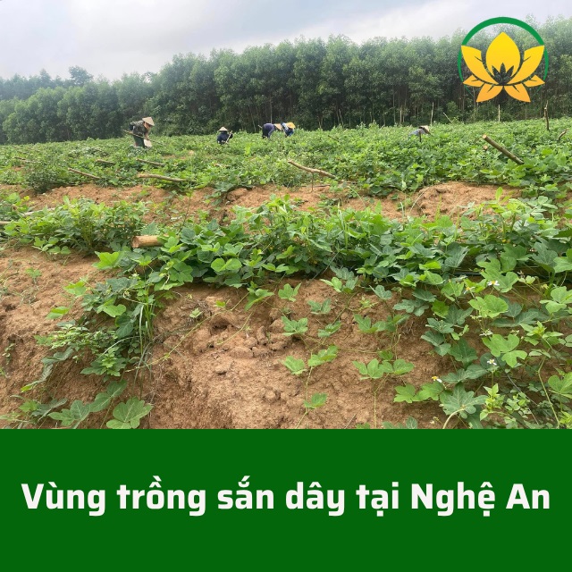 Vùng trồng sắn dây Nghệ An