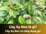 Xạ đen là gì