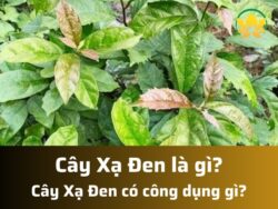 Xạ đen là gì