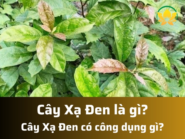 Xạ đen là gì